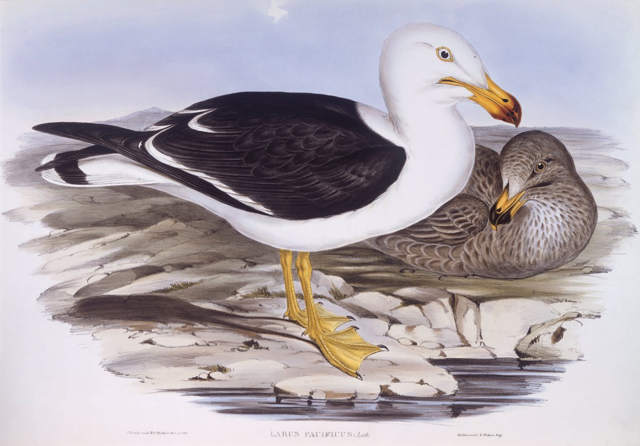 Pacific gull (Larus pacificus), Engraving by John Gould by John Gould