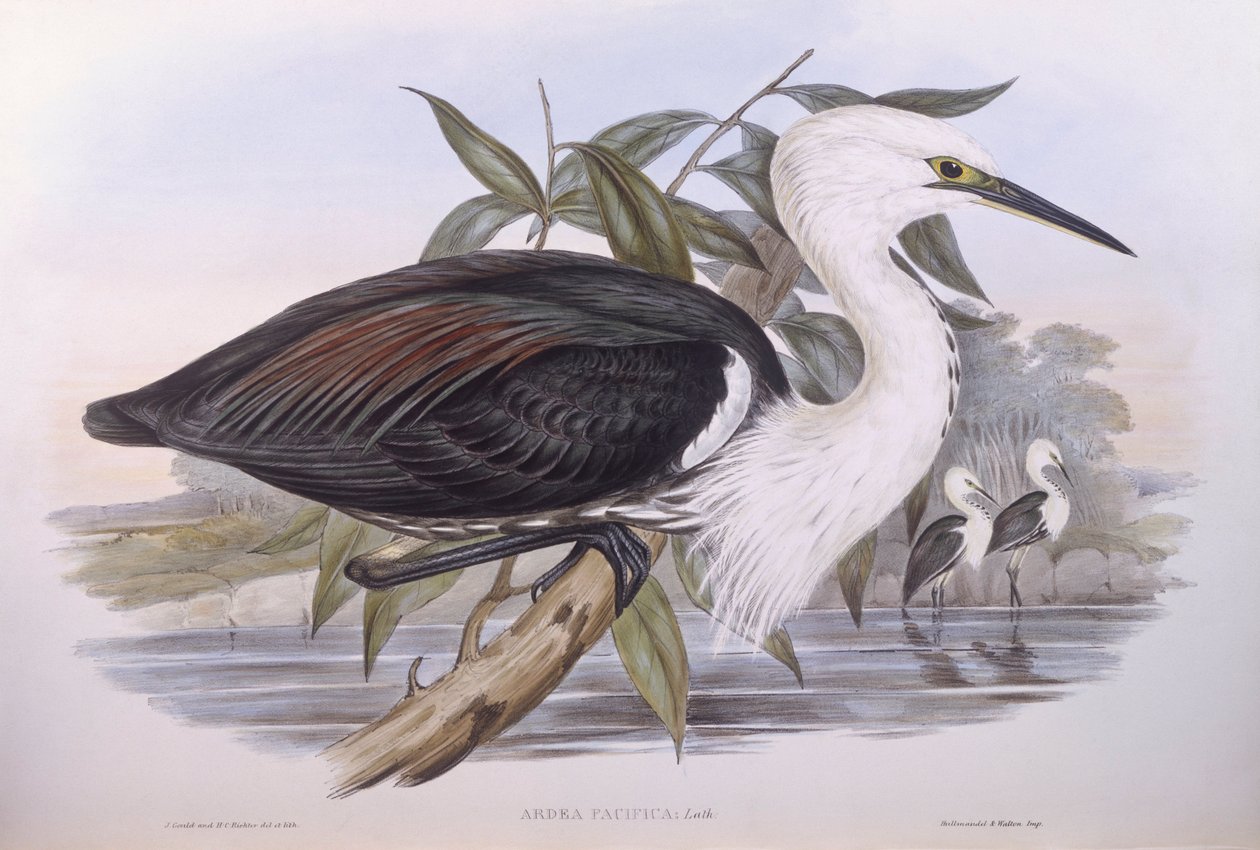 Pacific heron (Ardea pacifica), Engraving by John Gould by John Gould