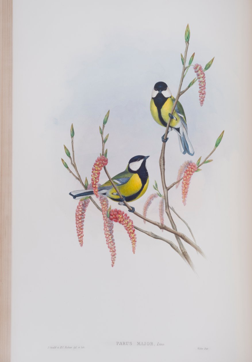 Parus Major, plate from The Birds of Great Britain by John Gould, published 1862-73 by John Gould
