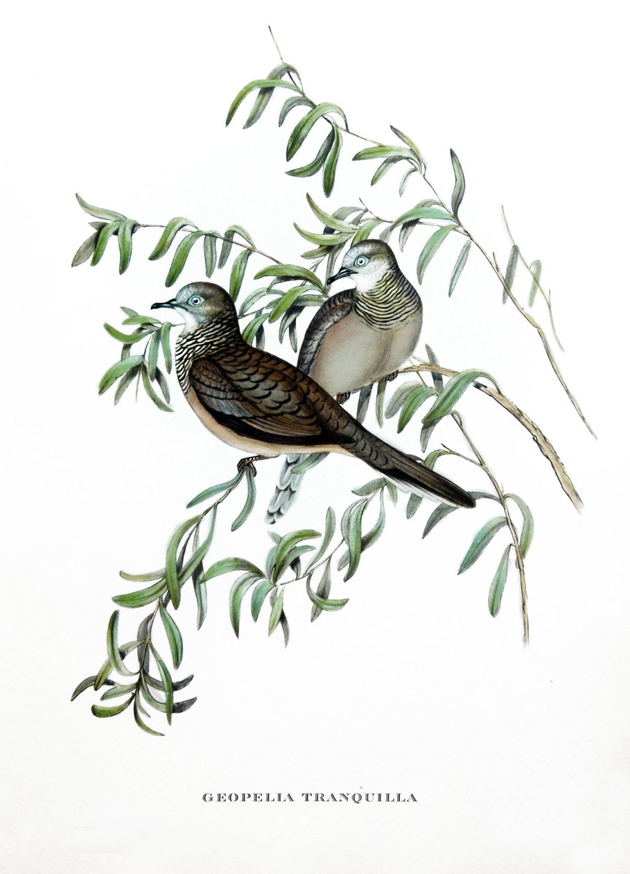 Peaceful Dove, birds from Australia, engraving from book by John Gould (1804-1881) Tropical Birds by John Gould
