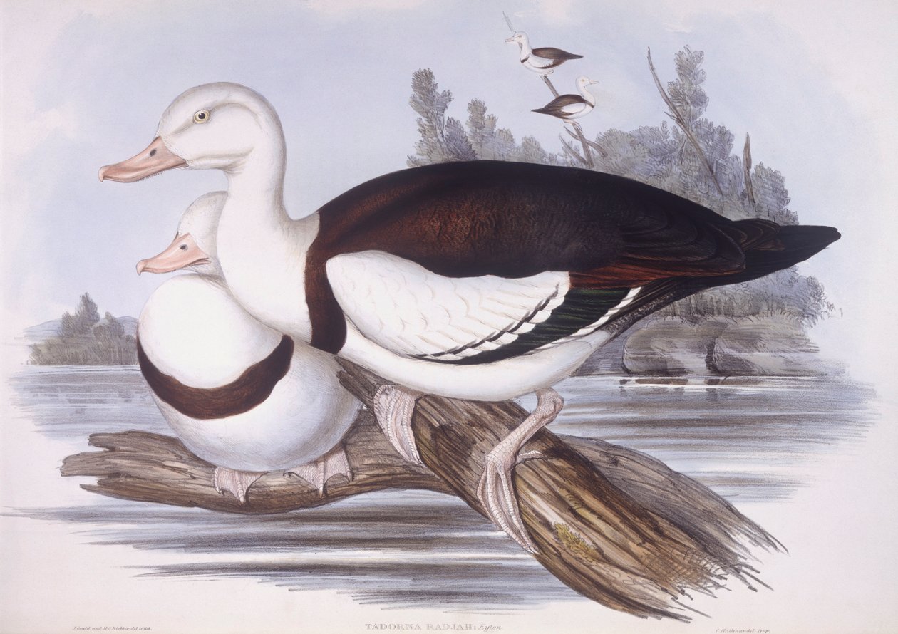 Radjah shelduck (Tadorna radjah), Engraving by John Gould by John Gould