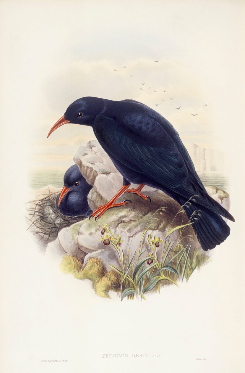 Red-billed chough (Pyrrhocorax pyrrhocorax), Engraving by John Gould by John Gould