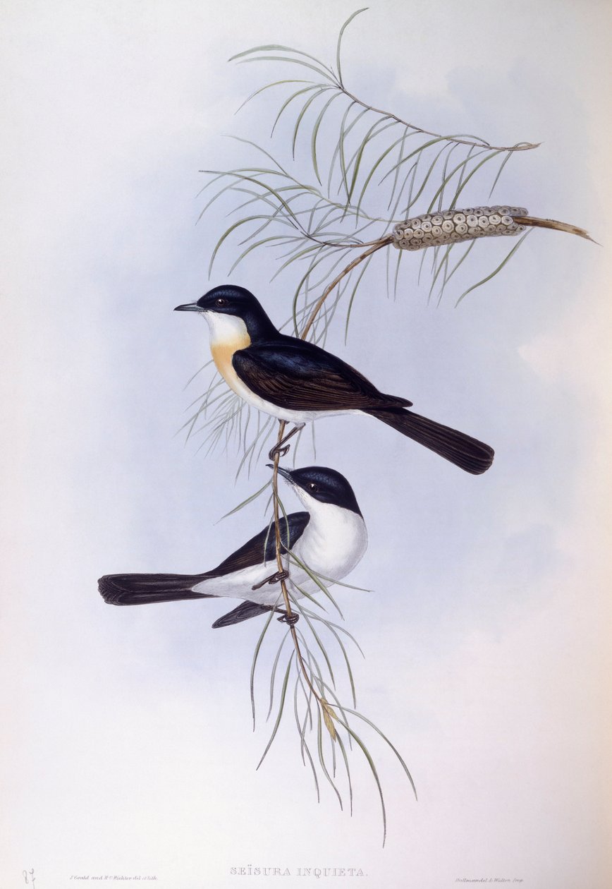 Restless flycatcher (Myiagra inquieta), Engraving by John Gould by John Gould