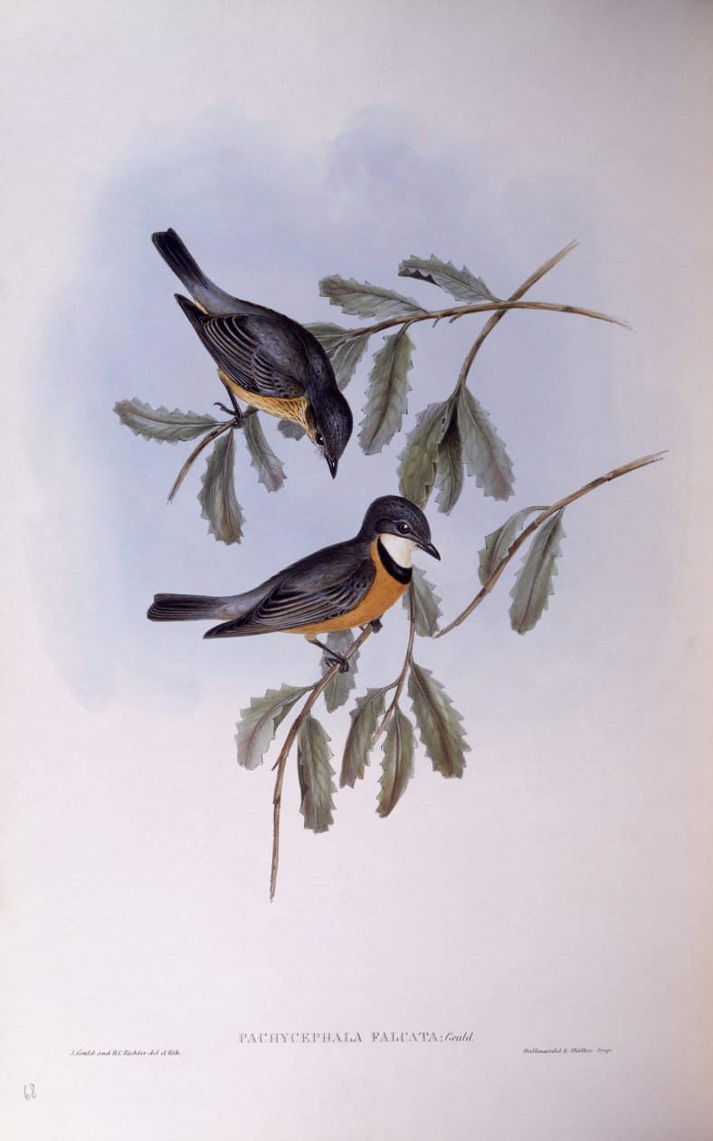 Rufous whistler (Pachycephala rufiventris), Engraving by John Gould by John Gould
