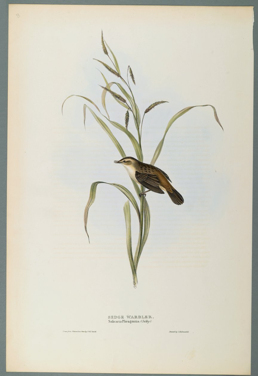 Sedge Warbler by John Gould