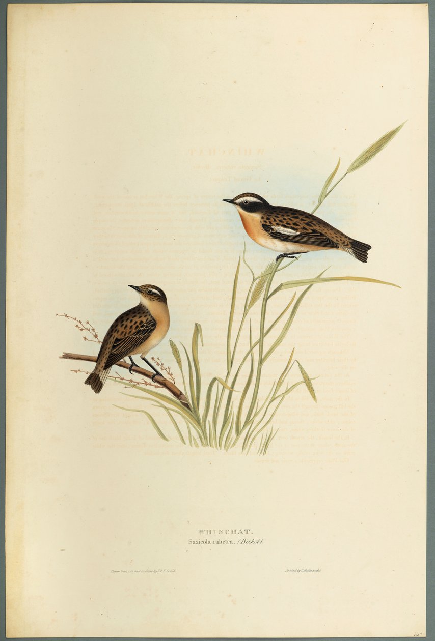Whinchat by John Gould