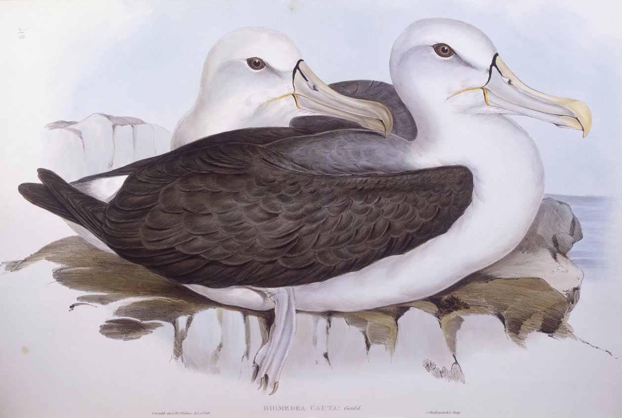 Shy Albatross (Thalassarche cauta), Engraving by John Gould by John Gould