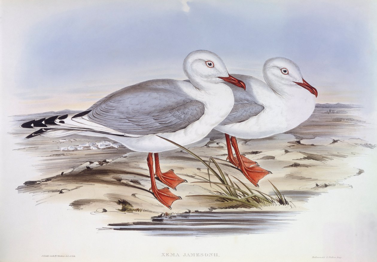 Silver gull (Larus novaehollandiae), Engraving by John Gould by John Gould