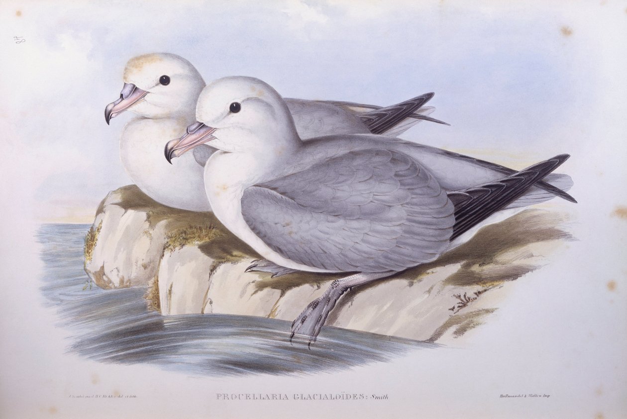 Southern fulmar (Fulmarus glacialoides), Engraving by John Gould by John Gould