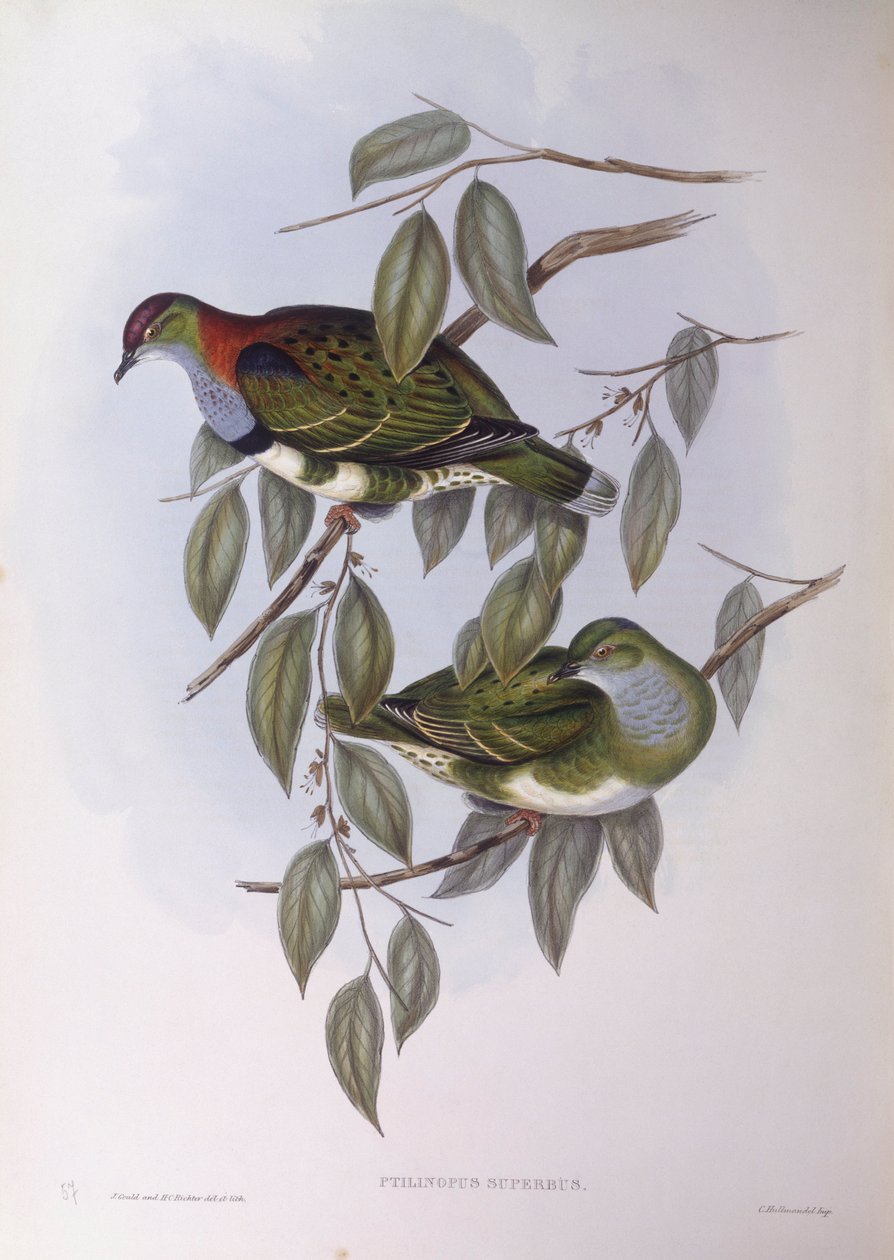 Superb fruit-dove (Ptilinopus superbus), Engraving by John Gould by John Gould