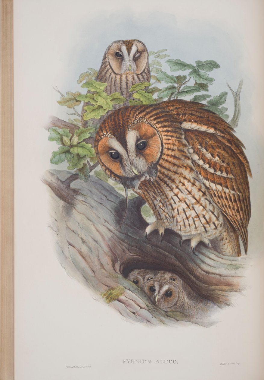 Syrnium Aluco, Plate from The Birds of Great Britain by John Gould, Published 1862-73 by John Gould