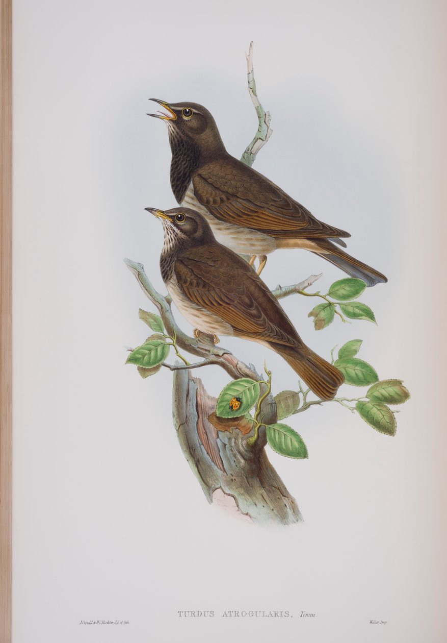 Turdis Atrogularis, plate from The Birds of Great Britain by John Gould, published 1862-73 by John Gould