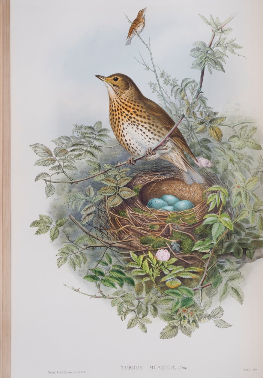 Turdus Musicus, plate from The Birds of Great Britain by John Gould, published 1862-73 by John Gould