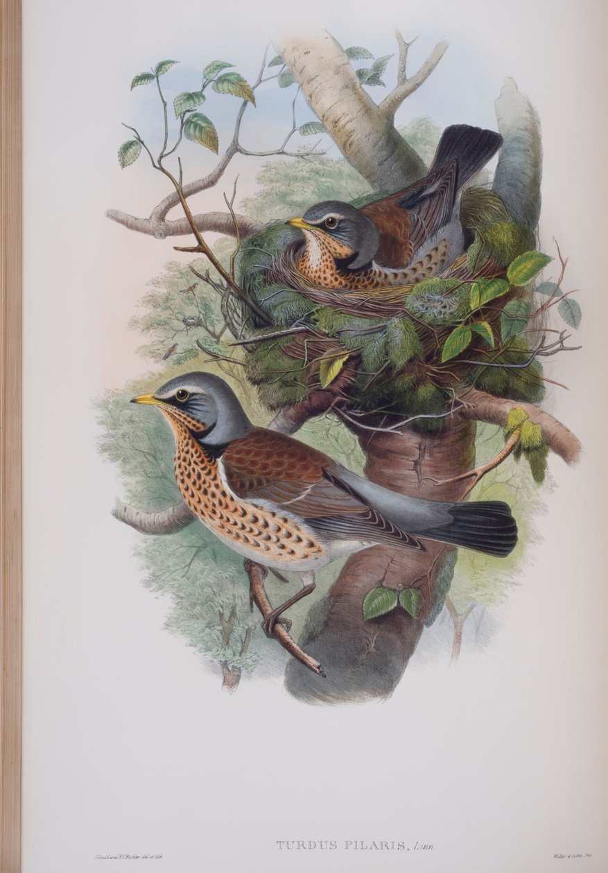 Turdus Pilaris, plate from The Birds of Great Britain by John Gould, published 1862-73 by John Gould