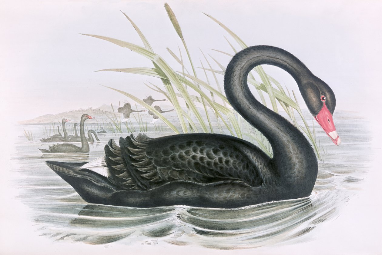 Unknown Image by John Gould