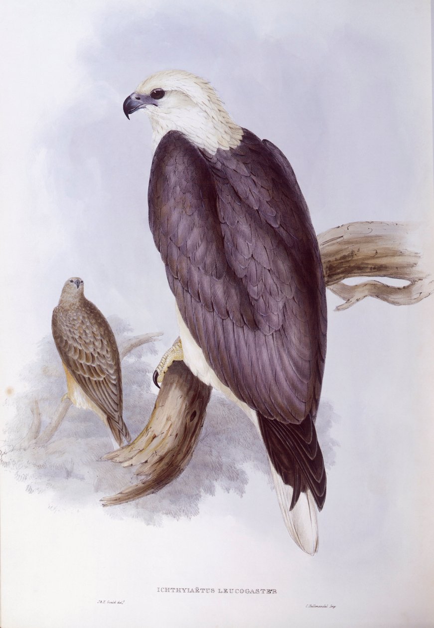 White-bellied Fish-Eagle by John Gould
