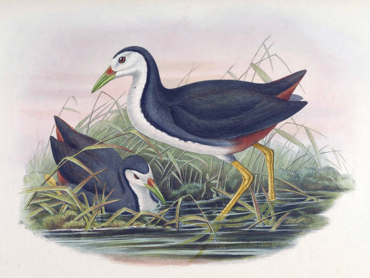 White-breasted Waterhen Amaurornis phoenicurus (Pennant) by John Gould