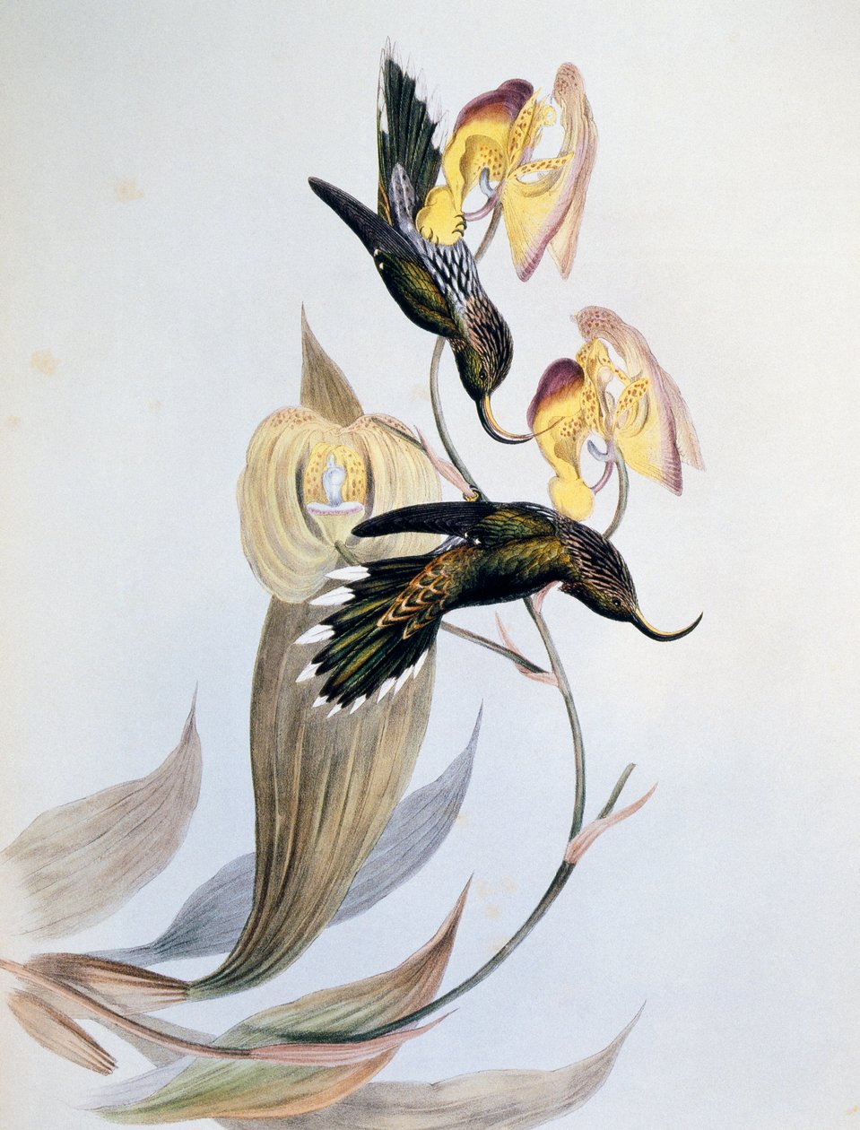 White-tipped Sicklebill (Eutoxeres aquila) by John Gould