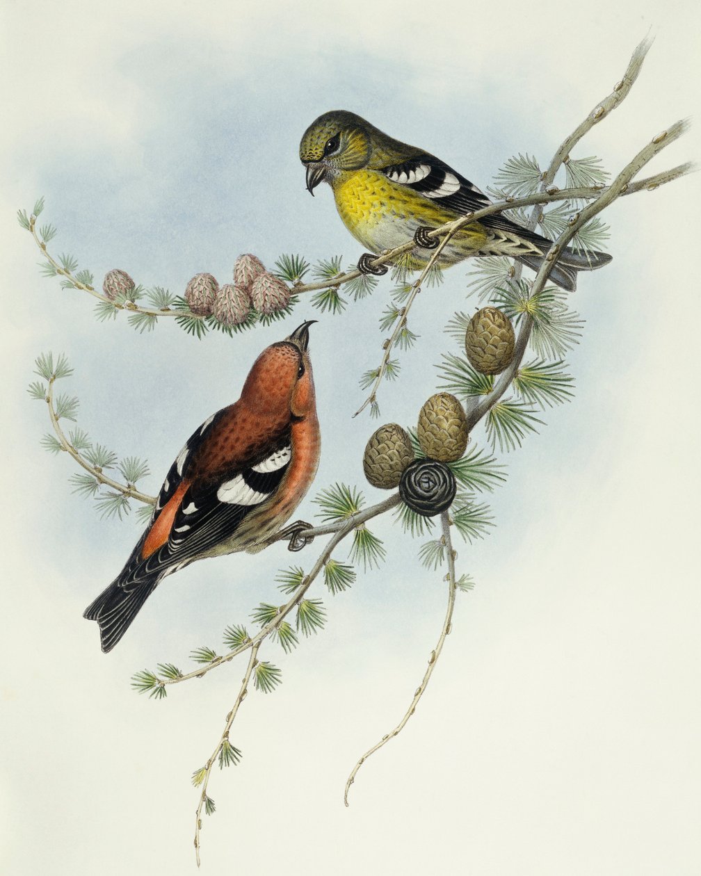 White-Winged Crossbill (Loxia leucoptera), Engraving by John Gould by John Gould