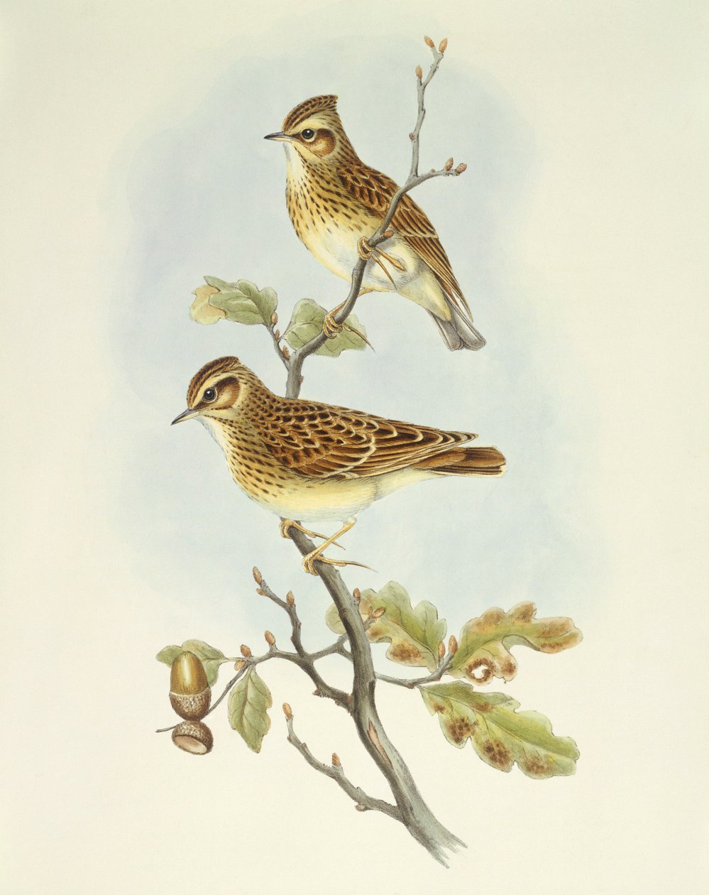 Wood lark (Lullula arborea), Engraving by John Gould by John Gould