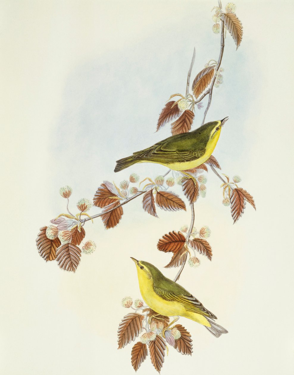 Wood warbler (Phylloscopus sibilatrix), Engraving by John Gould by John Gould