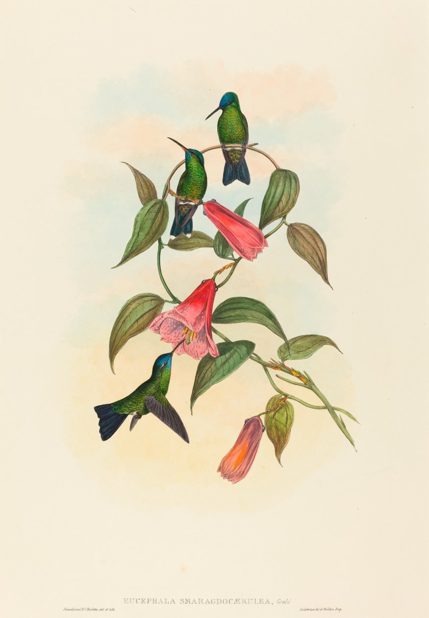 Gould