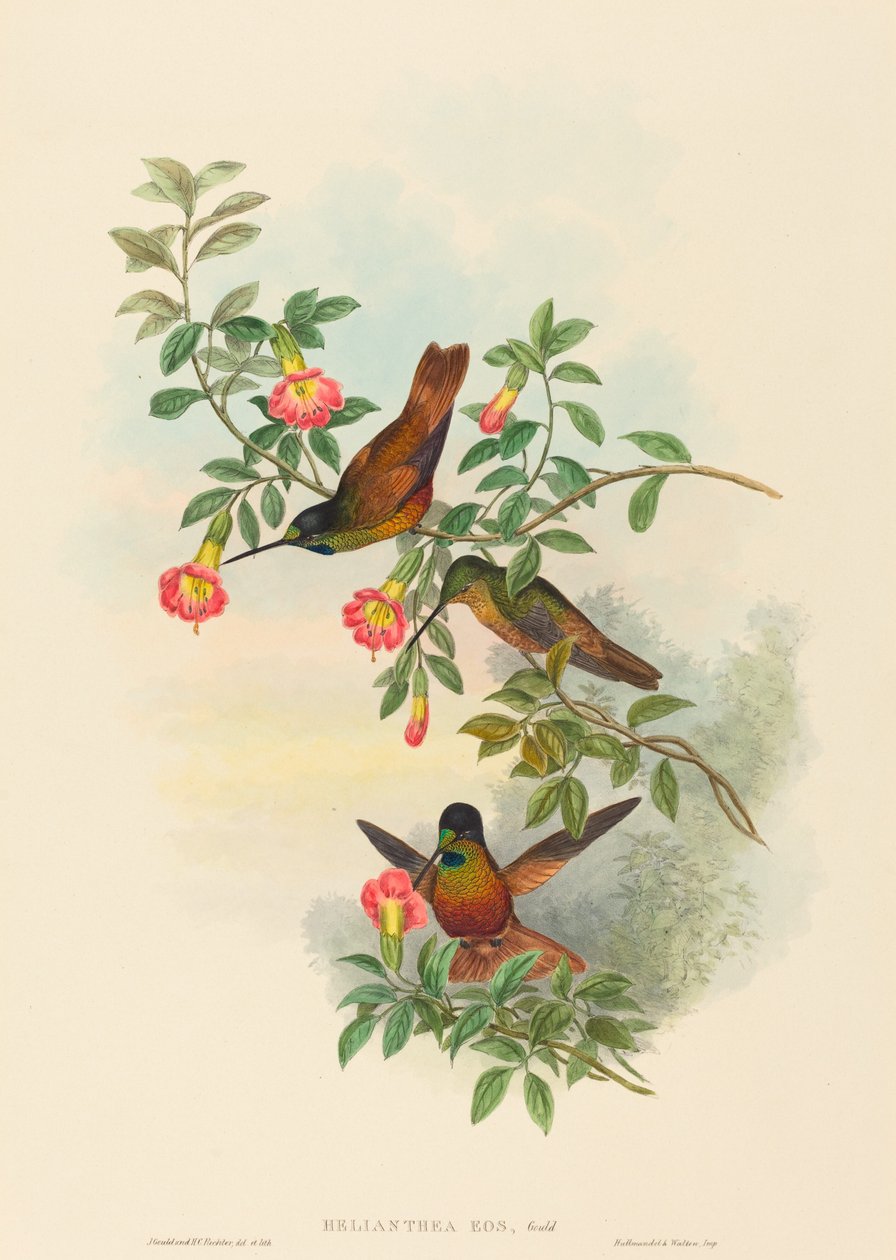 Golden Star-frontlet by John Gould and H.C. Richter