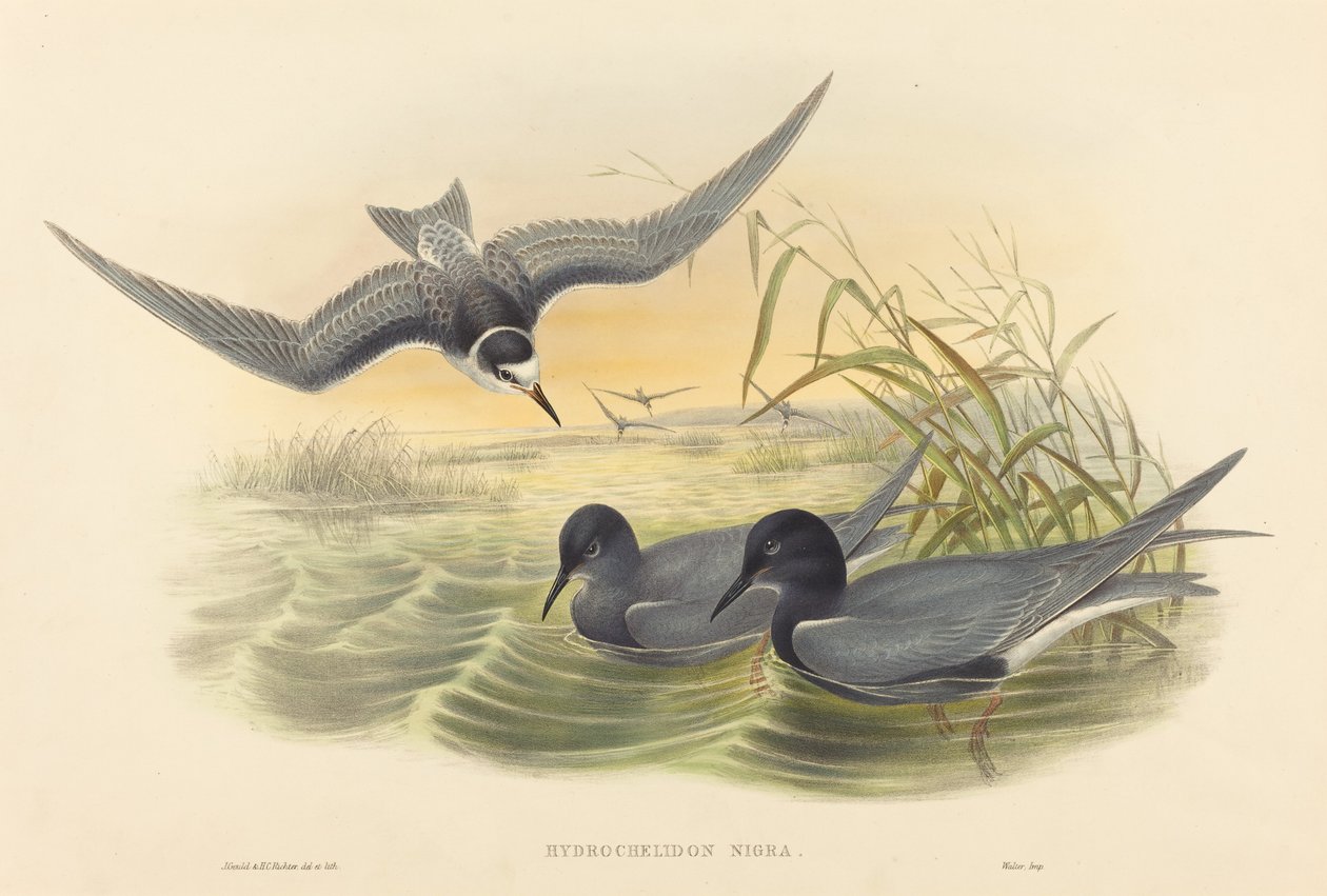 Black Tern by John Gould and H.C. Richter