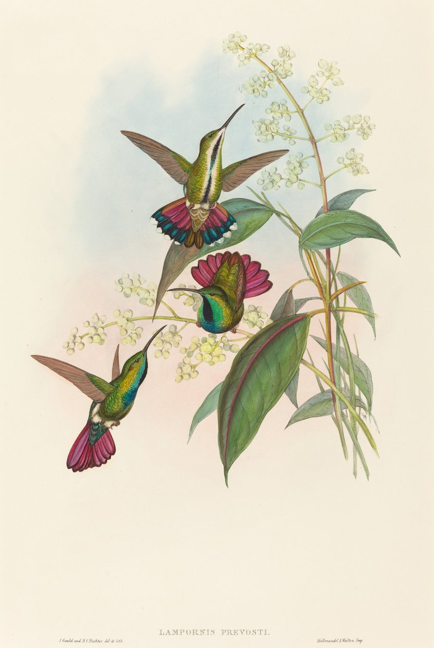 Lampornis prevosti by John Gould and H.C. Richter