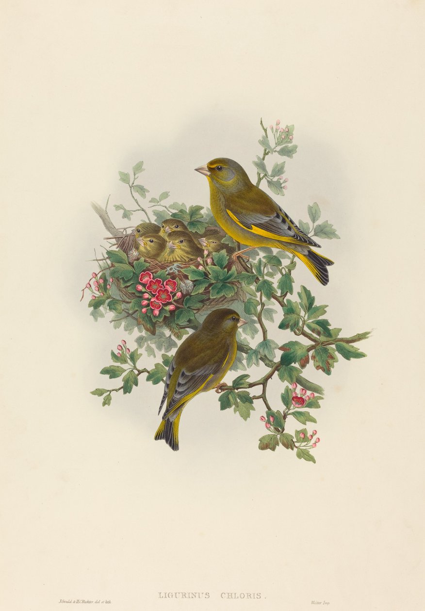 Greenfinch by John Gould and H.C. Richter