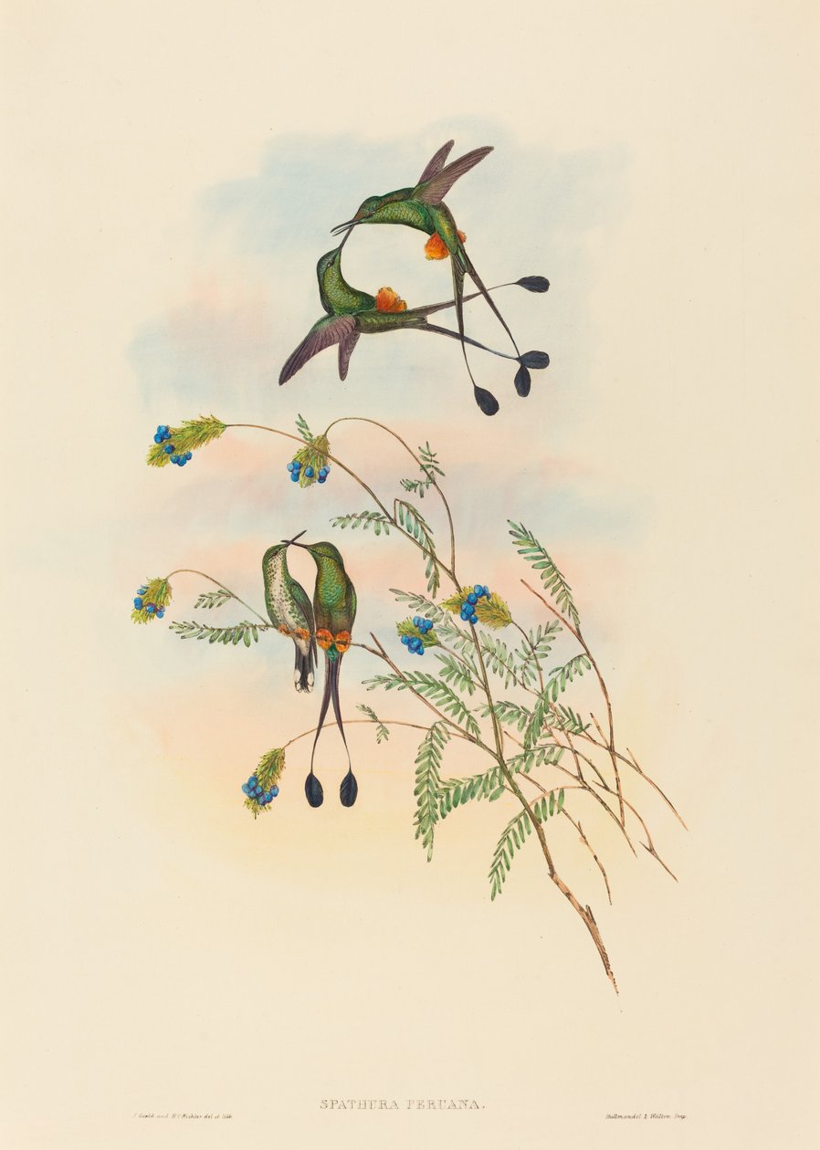 Spathura peruana (Peruvian Racket-Tail) by John Gould and H.C. Richter
