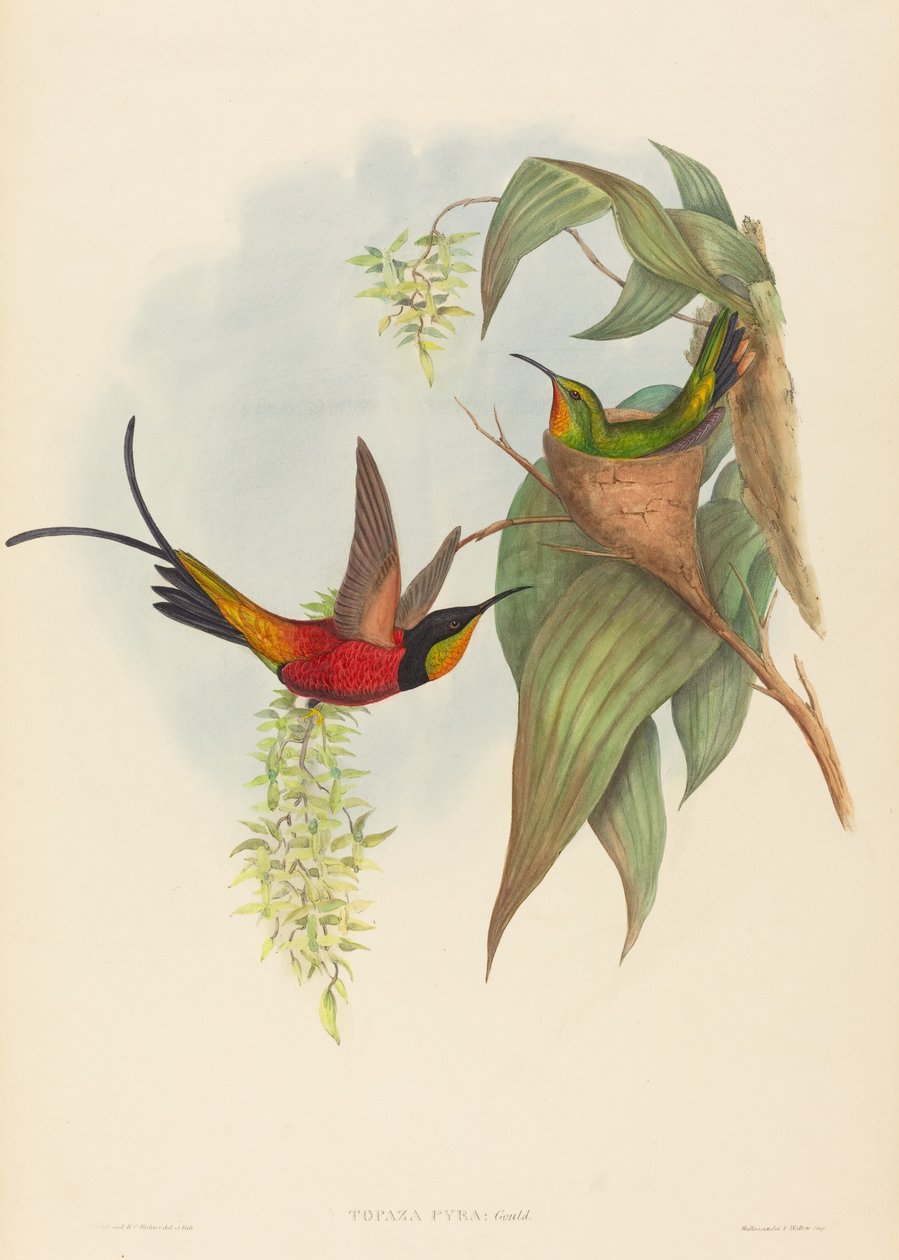 Fairy Topaz by John Gould and H.C. Richter