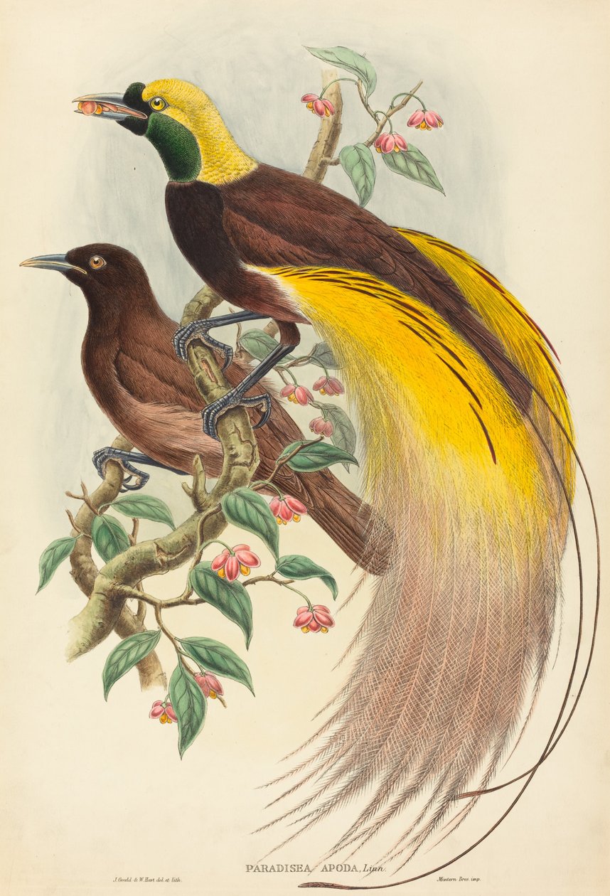 Bird of Paradise (Paradisea apoda) by John Gould and W. Hart
