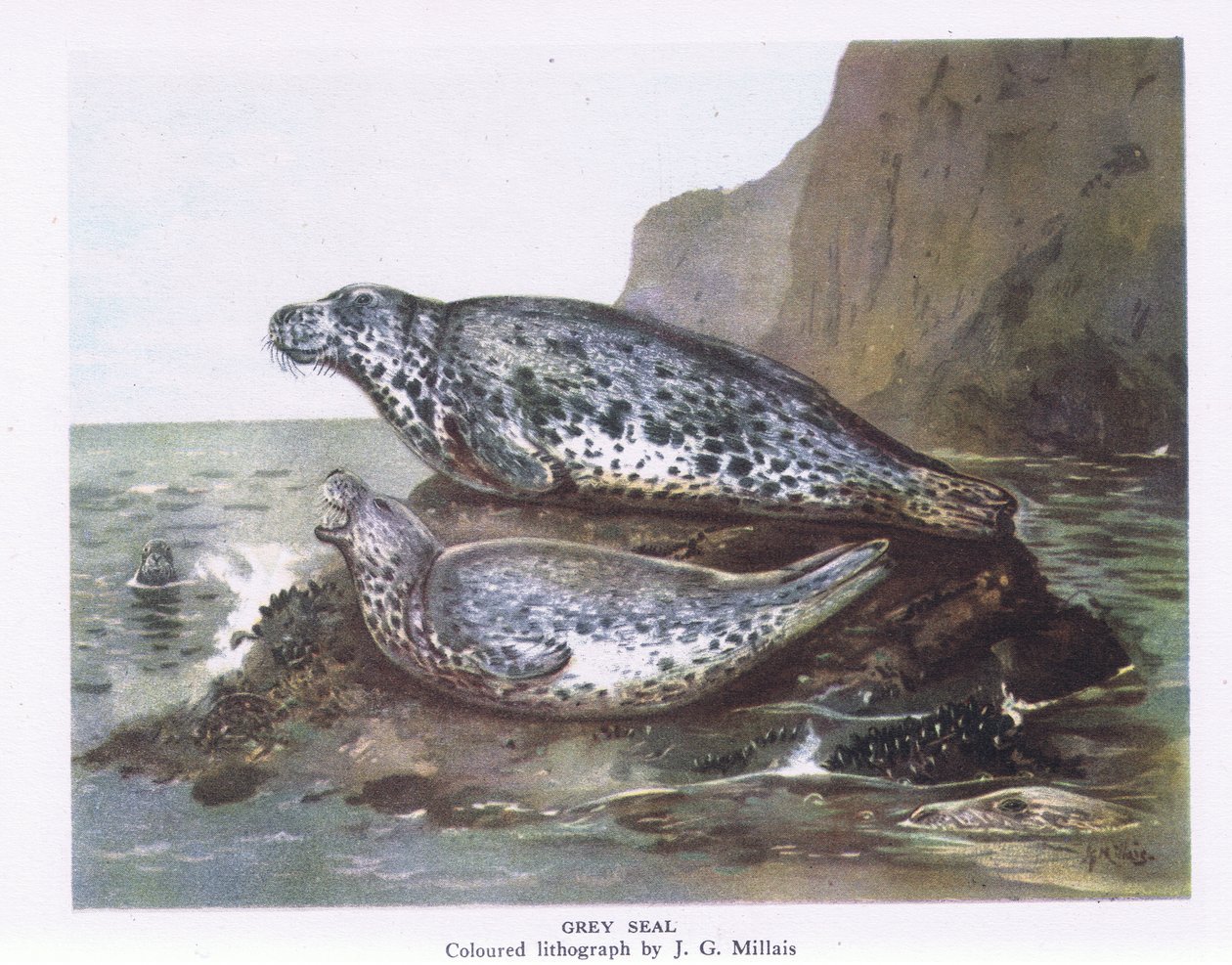 Grey Seals, Nature in Britain by John Guille Millais