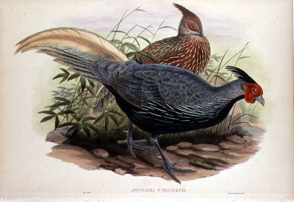 Euplocamus Lineatus, engraved by T. Walter, London, pub. between 1850-83 by John and Hart William (after) Gould