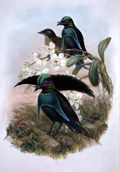 Lophornina - Superb Bird of Paradise by John and Hart William (after) Gould