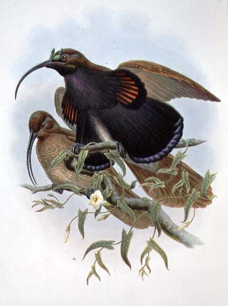 Drepanornis Albertisi by John and Hart William Gould