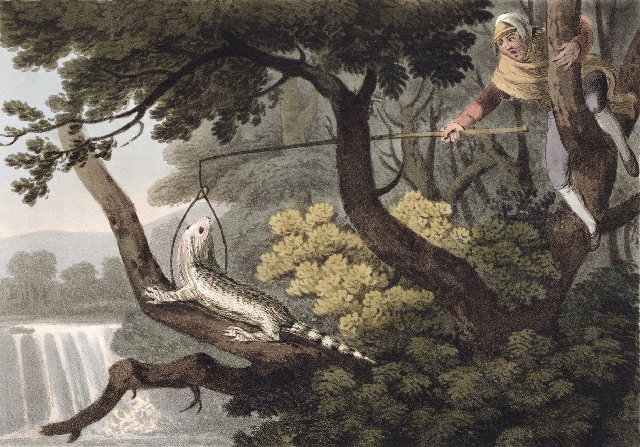 Mexican Lizard Catcher, Engraved by Matthew Dubourg, Published by Edward Orme by John Heaviside Clark