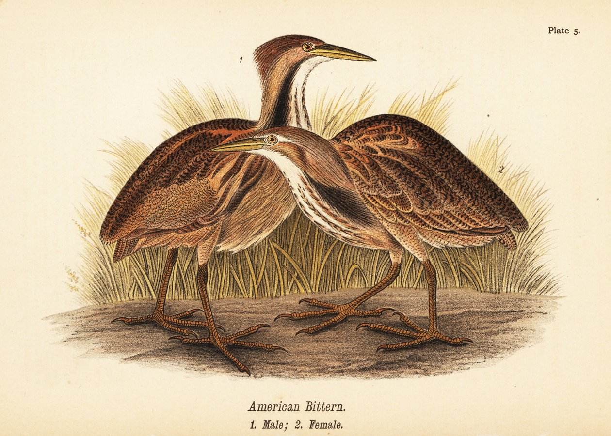 American Bittern by John James (after) Audubon