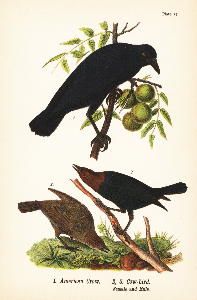 American Crow and Brown-headed Cowbird by John James (after) Audubon