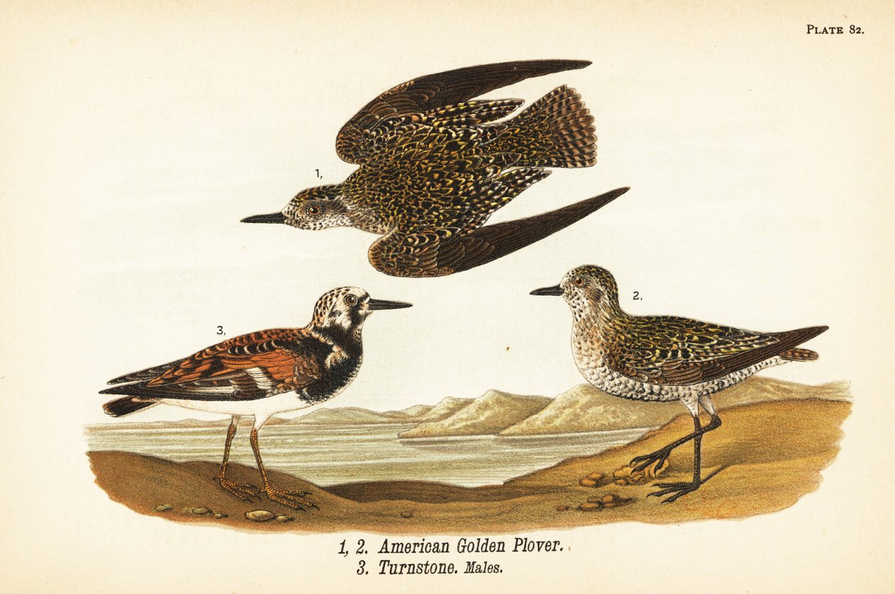 American golden plover, Pluvialis dominica, and ruddy turnstone, Arenaria interpres turnstone by John James (after) Audubon