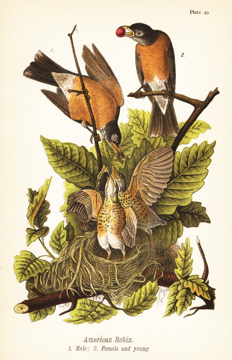 American Robin by John James (after) Audubon