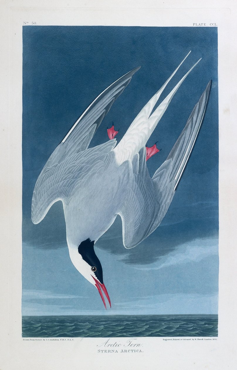 Arctic tern, birds of America by John James (after) Audubon