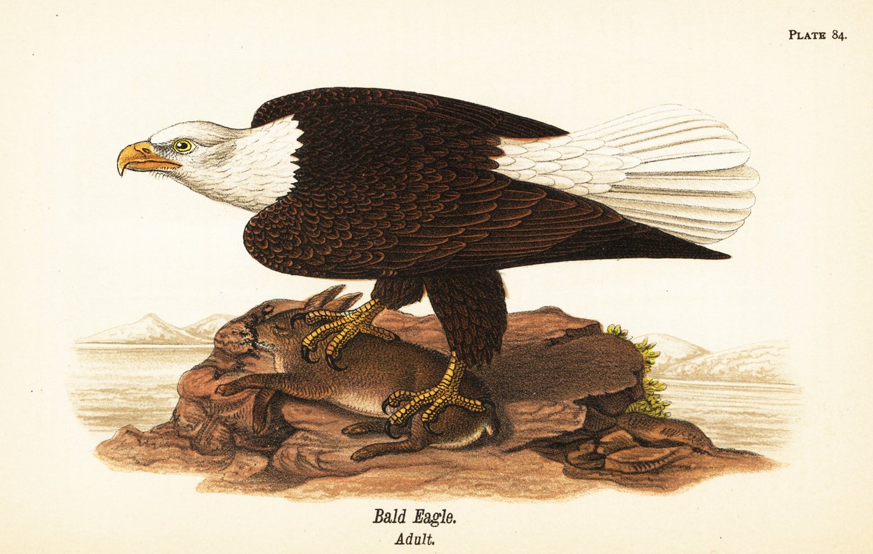 Bald eagle, Haliaeetus leucocephalus, adult with rabbit prey by John James (after) Audubon
