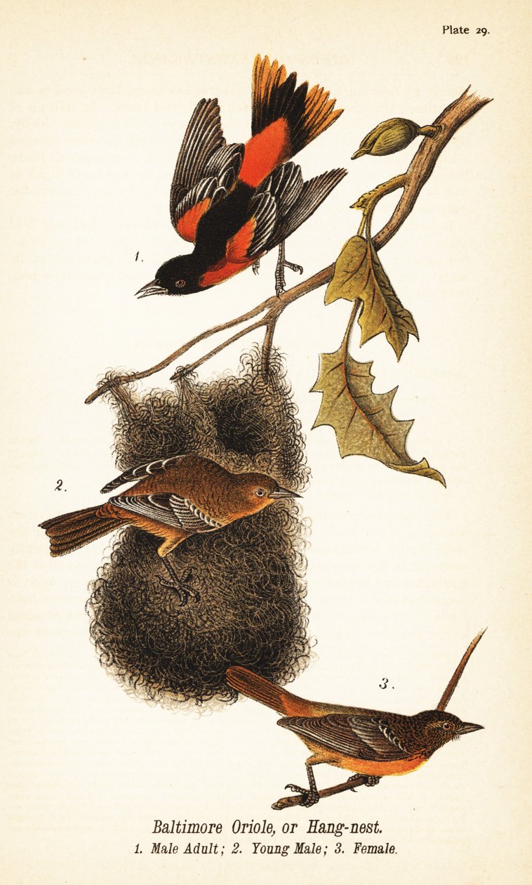 Baltimore oriole or hang-nest, Icterus galbula by John James (after) Audubon