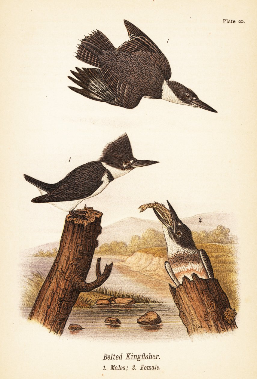 Belted Kingfisher, Males and Female by John James (after) Audubon