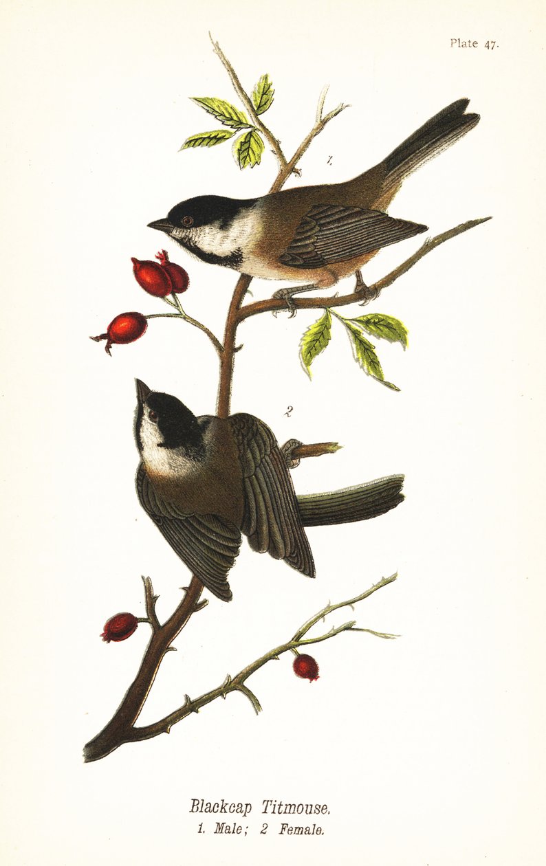 Black-capped chickadee, Poecile atricapillus by John James (after) Audubon