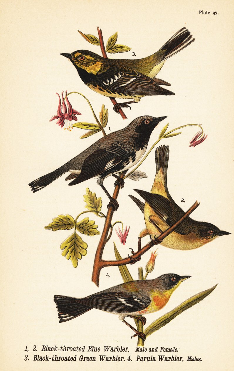 Black-throated blue warbler, black-throated green warbler, and northern parula by John James (after) Audubon