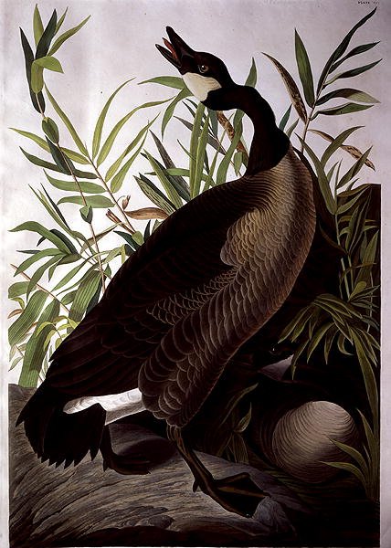 Canada Goose, from 