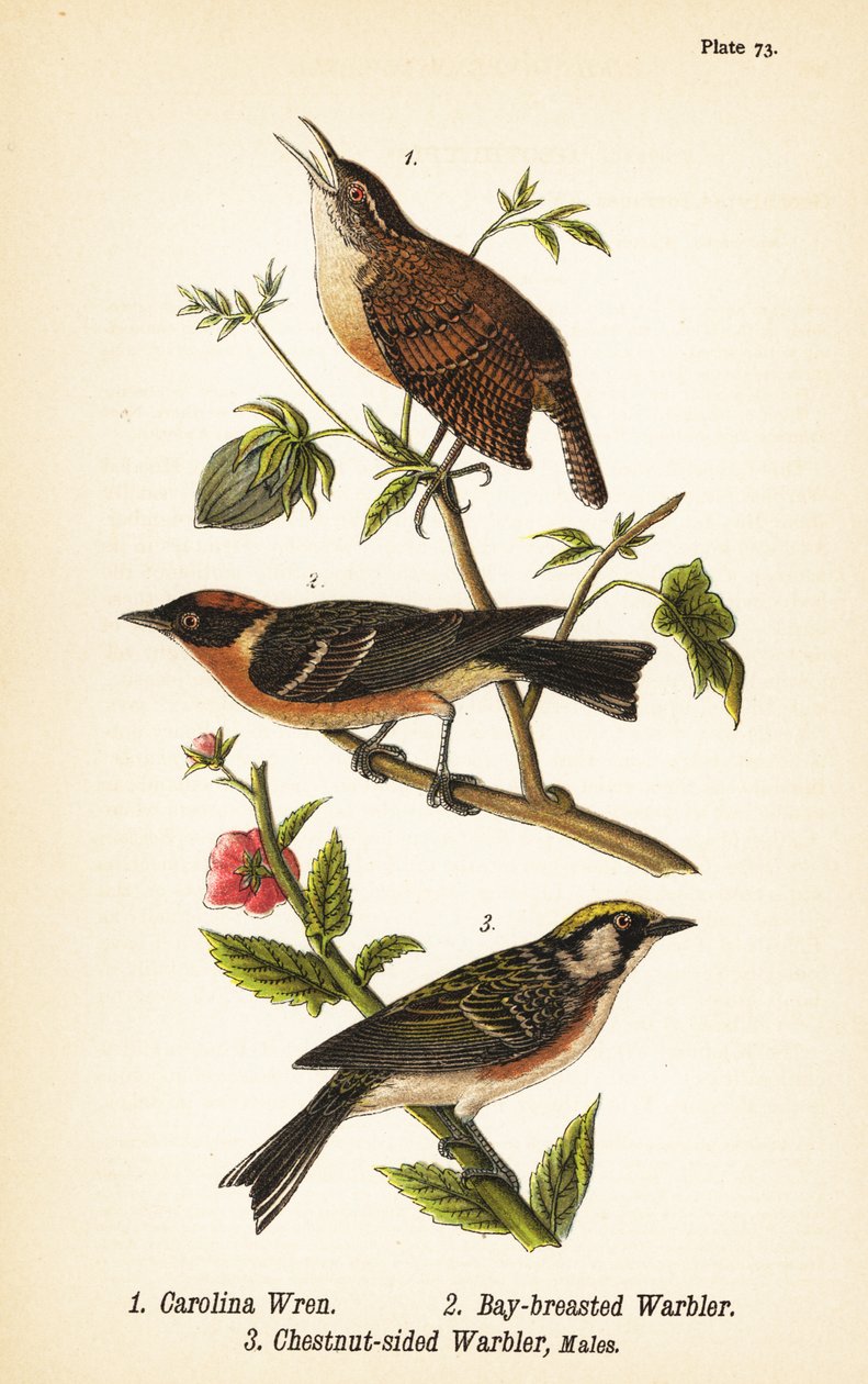 Carolina Wren, Bay-breasted Warbler, Chestnut-sided Warbler by John James (after) Audubon